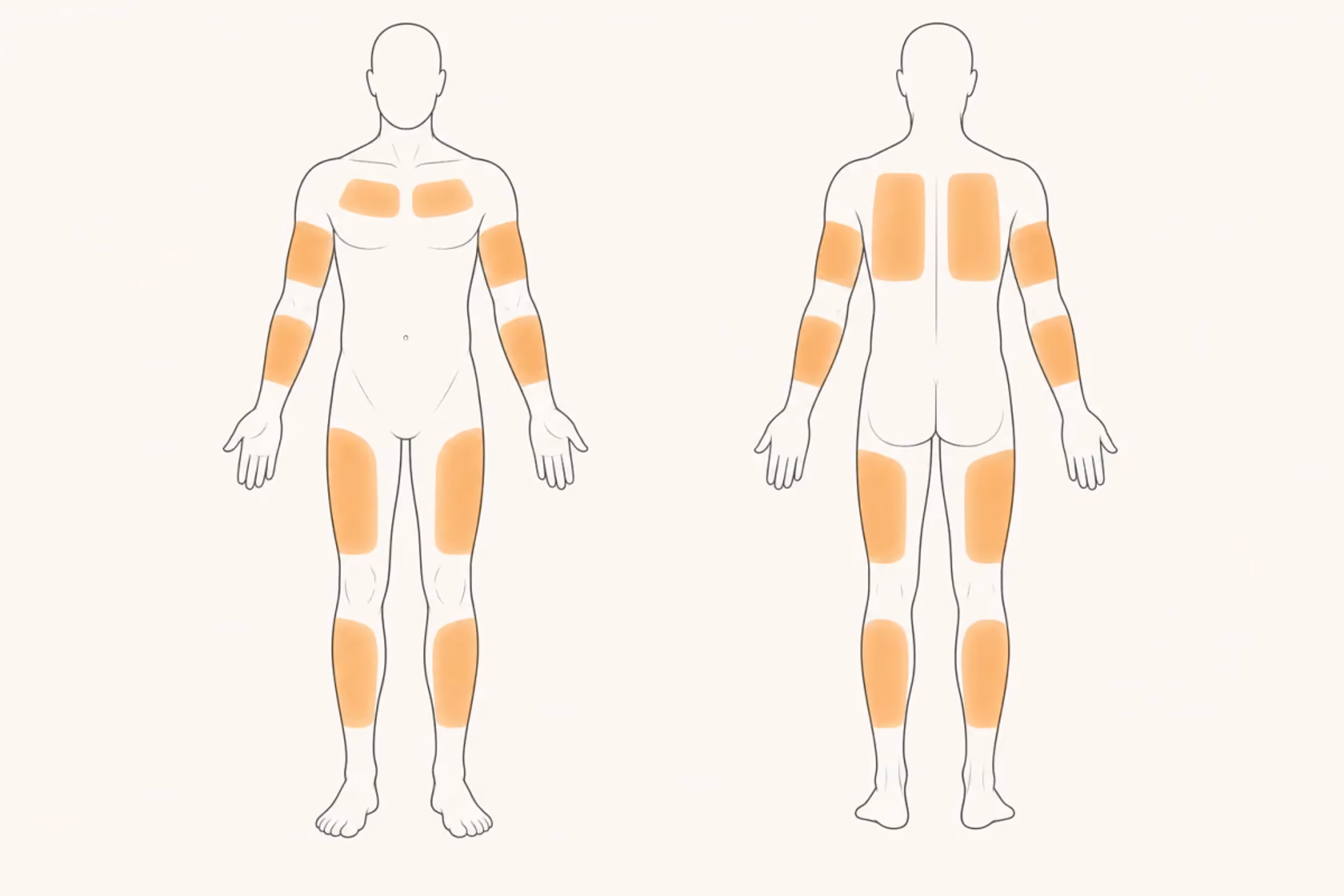 Front and back body diagram highlighting recommended Bean wear areas on the upper arms, forearms, upper chest, back, thighs, and calves